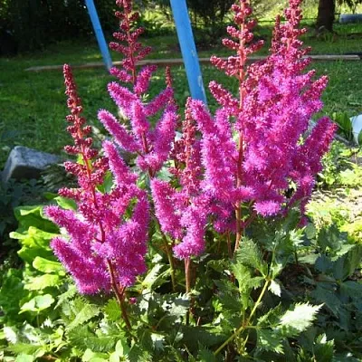 Астильба ЭЛИЗАБЕТ ВАН ВИН японская  Астильба ЭЛИЗАБЕТ ВАН ВИН японская в Москве