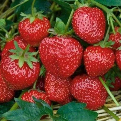 Клубника СЕЛЬВА ремонтантная — описание сорта Клубника СЕЛЬВА ремонтантная в Москве