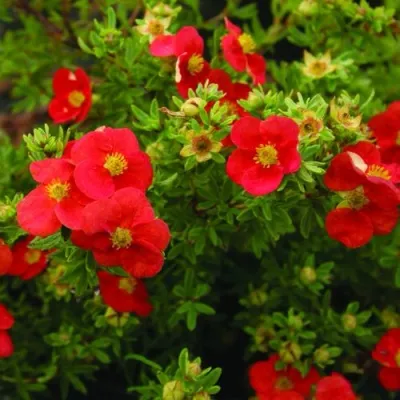 Лапчатка РЕД АЙС кустарниковая — описание сорта Лапчатка РЕД АЙС кустарниковая в Москве