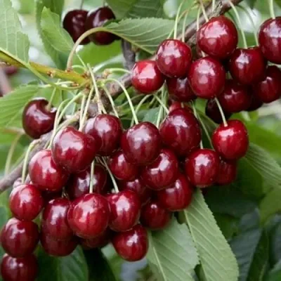 Черешня БИГ СТАР — описание сорта Черешня БИГ СТАР в Москве