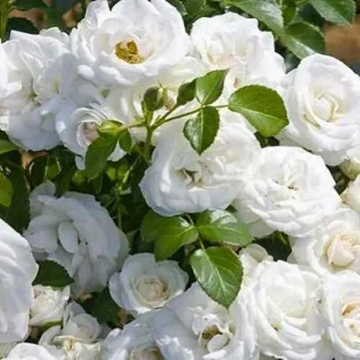 Саженцы роз НЕЖ ДЕ ТЕ мускусная — описание сорта Саженцы роз НЕЖ ДЕ ТЕ мускусная в Москве