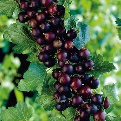 Йошта в Москве