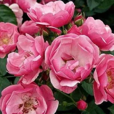 Саженцы роз АНГЕЛА флорибунда — описание сорта Саженцы роз АНГЕЛА флорибунда в Москве