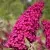 Буддлея давида РОЯЛ РЕД — описание сорта Буддлея давида РОЯЛ РЕД в Москве