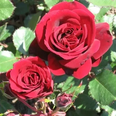 Саженцы роз ИЗАБЕЛЬ РЕНЕССАНС шраб — описание сорта Саженцы роз ИЗАБЕЛЬ РЕНЕССАНС шраб в Москве