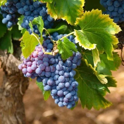 Виноград ЗИЛГА — описание сорта Виноград ЗИЛГА в Москве