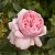 Саженцы роз МАУРИЦИЯ чайно-гибридная в Москве