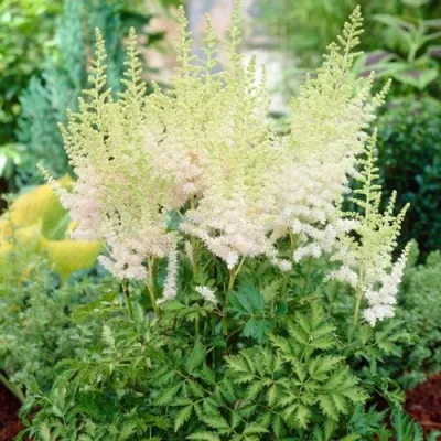 Астильба МИЛК ЭНД ХАНИ китайская в Москве