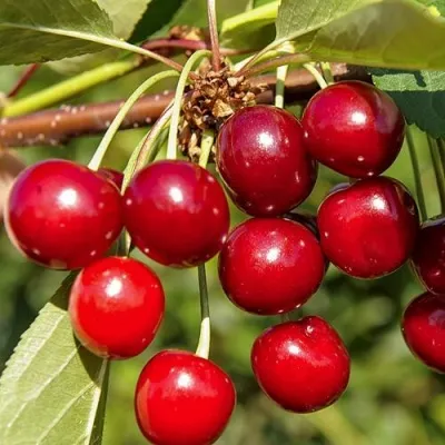 Дюк ИГРУШКА — описание сорта Дюк ИГРУШКА в Москве