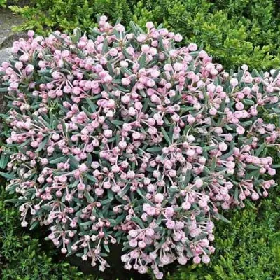 Андромеда БЛЮ АЙС многолистная — описание сорта Андромеда БЛЮ АЙС многолистная в Москве