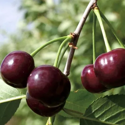 Дюк КСЕНИЯ (ЧЕРЕВИШНЯ) — описание сорта Дюк КСЕНИЯ (ЧЕРЕВИШНЯ) в Москве