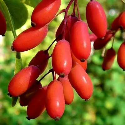 Кизил в Москве