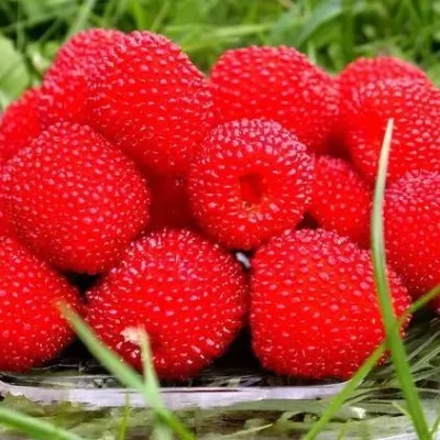 Малина ТИБЕТСКАЯ (РОЗОЛИСТНАЯ) — описание сорта Малина ТИБЕТСКАЯ (РОЗОЛИСТНАЯ) в Москве