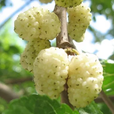 Шелковица МИЛАНОВИК в Москве