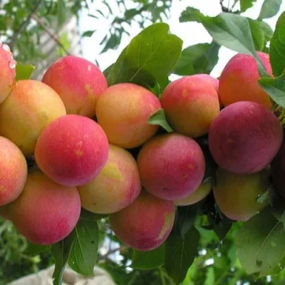 Слива СКОРОПЛОДНАЯ — описание сорта Слива СКОРОПЛОДНАЯ в Москве