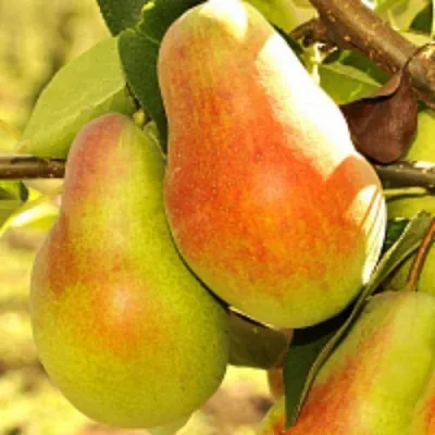 Груша РУССКАЯ КРАСАВИЦА (КРАСАВИЦА ЧЕРНЕНКО) — описание сорта Груша РУССКАЯ КРАСАВИЦА (КРАСАВИЦА ЧЕРНЕНКО) в Москве