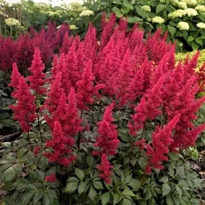 Астильба ФАНАЛ  Астильба ФАНАЛ в Москве