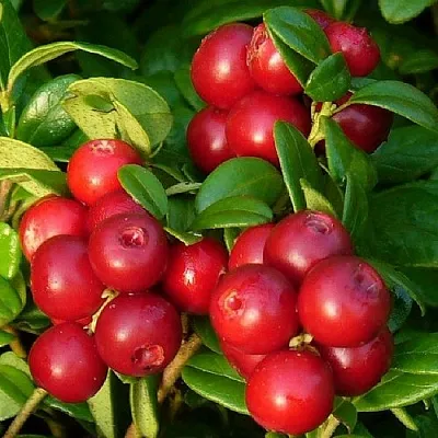 Клюква в Москве