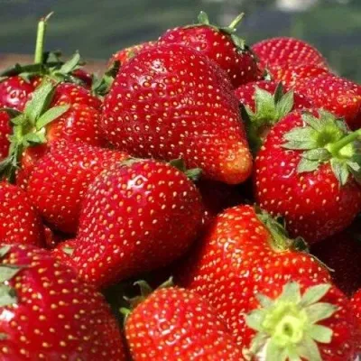 Клубника ПИРЧИНКЬЮ — описание сорта Клубника ПИРЧИНКЬЮ в Москве