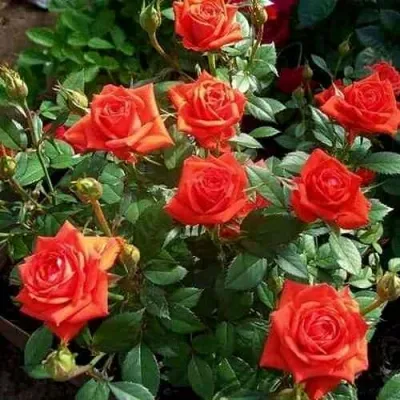 Саженцы роз ОРАНЖ ДЖЕВЕЛ миниатюрная — описание сорта Саженцы роз ОРАНЖ ДЖЕВЕЛ миниатюрная в Москве