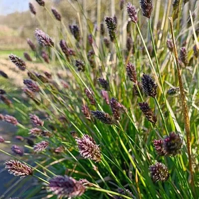 Сейслерия ХЕФЛЕРА  Сейслерия ХЕФЛЕРА в Москве