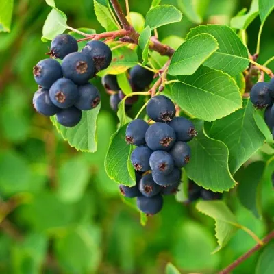 Ирга КОЛОСИСТАЯ — описание сорта Ирга КОЛОСИСТАЯ в Москве