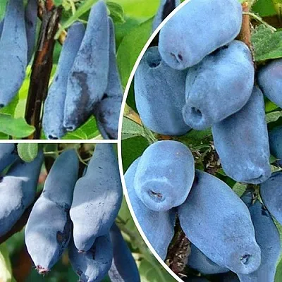 Комплект СИЯНИЕ ГЛАЗ в Москве