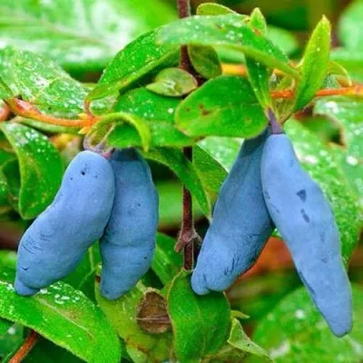 Жимолость съедобная МОРЕНА — описание сорта Жимолость съедобная МОРЕНА в Москве