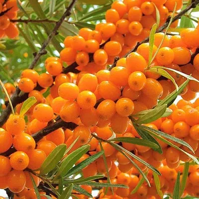 Облепиха в Москве