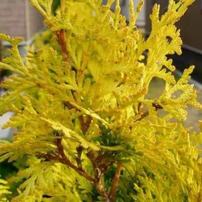 Туя ЕВРОПА ГОЛД западная — описание сорта Туя ЕВРОПА ГОЛД западная в Москве