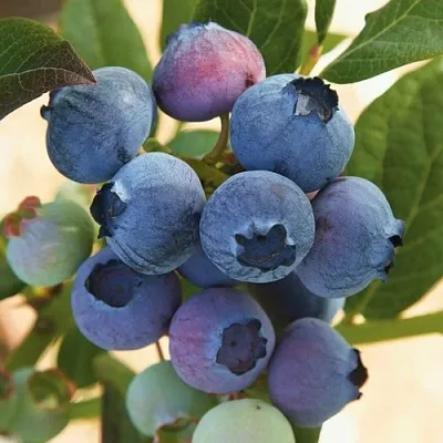 Голубика ОСОРНО  Голубика ОСОРНО в Москве