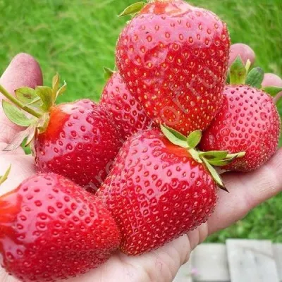 Клубника ЭЛИАНЕ в Москве