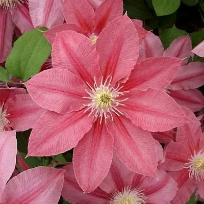 Клематис ЛИТЛ МЕРМЕЙД  Клематис ЛИТЛ МЕРМЕЙД в Москве