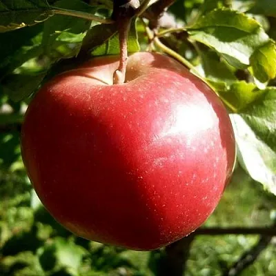 Яблоня НАСТЕНЬКА  Яблоня НАСТЕНЬКА в Москве