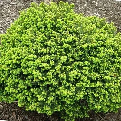 Ель ЛИТЛ ДЖЕМ обыкновенная  Ель ЛИТЛ ДЖЕМ обыкновенная в Москве