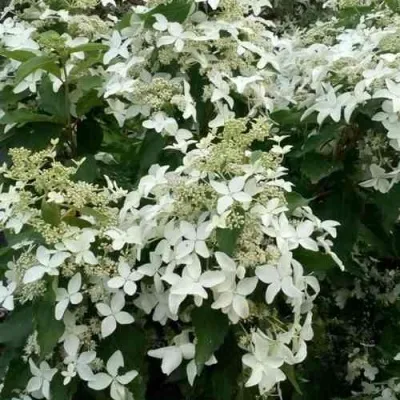 Гортензия МЭДЖИКАЛ СТАРЛАЙТ метельчатая — описание сорта Гортензия МЭДЖИКАЛ СТАРЛАЙТ метельчатая в Москве