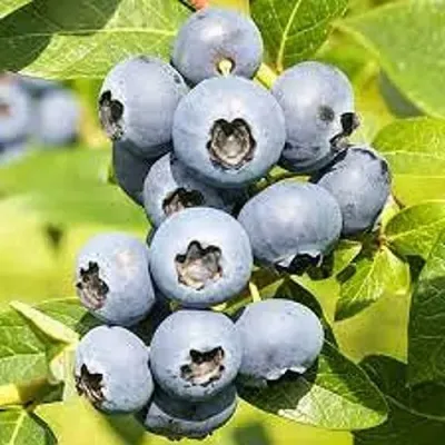 Голубика ЦУКЕР ТРАУБЕ — описание сорта Голубика ЦУКЕР ТРАУБЕ в Москве