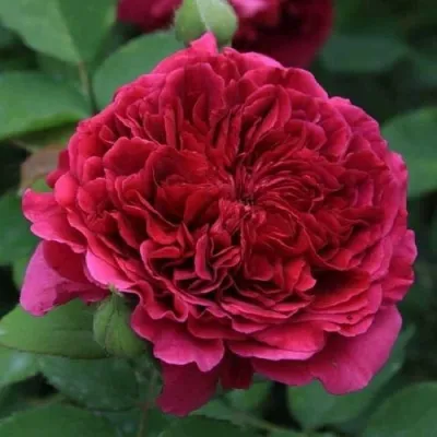 Саженцы роз ТЕСС ОФ ЗЕ ДЭРБЕРВИЛЛЬ английская — описание сорта Саженцы роз ТЕСС ОФ ЗЕ ДЭРБЕРВИЛЛЬ английская в Москве