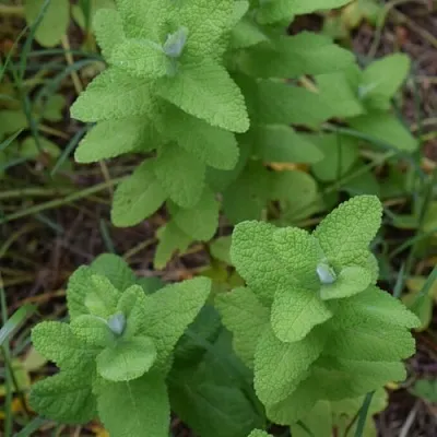 Мята АПФЕЛМИНЦЕ  Мята АПФЕЛМИНЦЕ в Москве