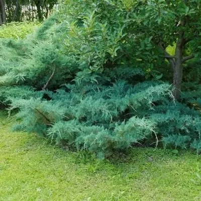 Можжевельник ПФИТЦЕРИАНА ГЛАУКА средний в Москве