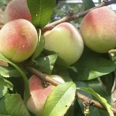 Персик ТУРИСТ в Москве