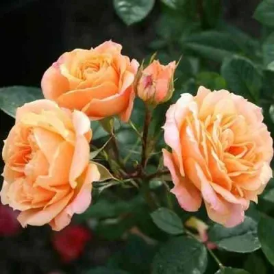 Саженцы роз КЛЕМЕНТИНА миниатюрная — описание сорта Саженцы роз КЛЕМЕНТИНА миниатюрная в Москве