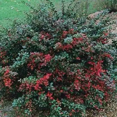 Барбарис РЕД ДЖЕВЕЛ средний  — описание сорта Барбарис РЕД ДЖЕВЕЛ средний  в Москве