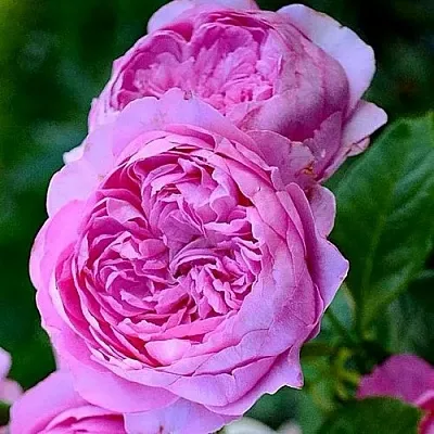 Саженцы роз ШАНТАЛЬ МЕРЬЕ шраб  Саженцы роз ШАНТАЛЬ МЕРЬЕ шраб в Москве