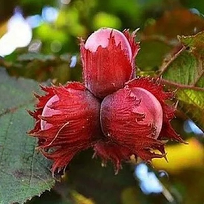 Фундук КРАСНЫЙ ЯНТАРЬ  Фундук КРАСНЫЙ ЯНТАРЬ в Москве