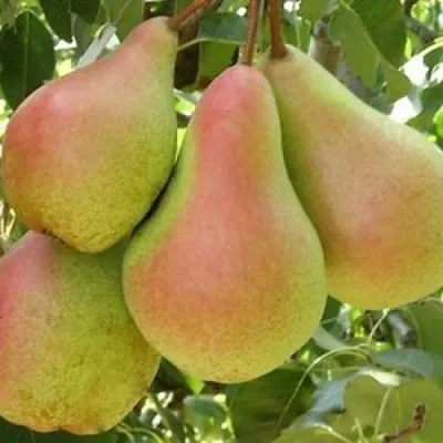 Груша ЛЕСНАЯ КРАСАВИЦА — описание сорта Груша ЛЕСНАЯ КРАСАВИЦА в Москве
