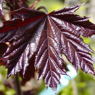 Клен КРИМСОН КИНГ остролистный в Москве