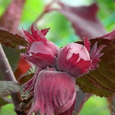 Фундук КАРДИНАЛ в Москве