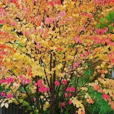 БАГРЯННИК японский  БАГРЯННИК японский в Москве