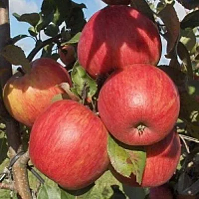 Яблоня ПЕРСИКОВАЯ  Яблоня ПЕРСИКОВАЯ в Москве
